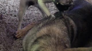 Doggo Trying to Massage Friend Before Movie