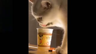 Cute cat eating funny video