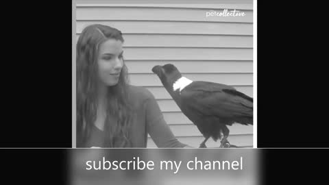 Ravens can talk crow