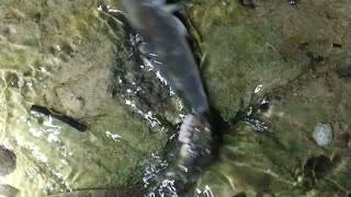 Watersnake eating a fish