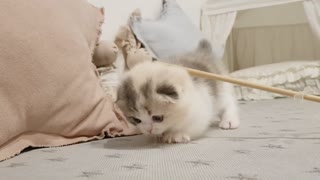 Cute cat videos - kitten