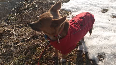 Redcoat in the snow