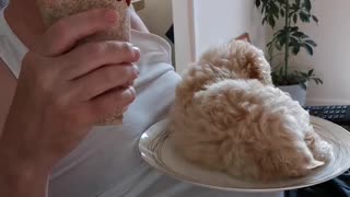 Excited Puppy Climbs On Plate