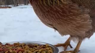 Chicken eats dog food