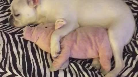 French Bulldog cuddles with stuffed animal
