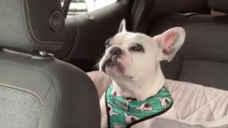 Puppy stuck in traffic throws temper tantrum
