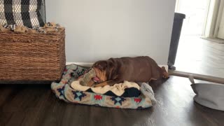 Bulldog kneads her blanket while suckling her favorite toy
