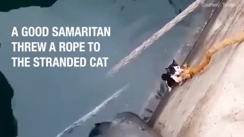 The Cat Had Almost Given Up Hope When Help Arrived