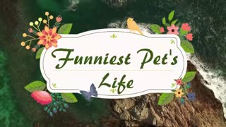 Funny Animal cats, Videos