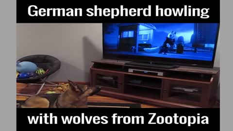 The reaction of the dog while watching Zootopia