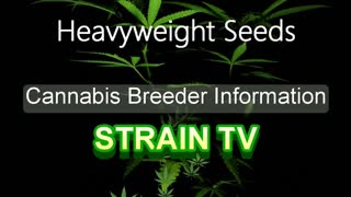 Heavyweight Seeds - Cannabis Strain Series - STRAIN TV