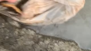 Duckling Let Free After Being Trapped in Litter