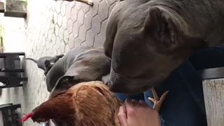 Chickens and Doggos Want Pets