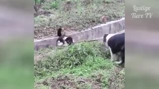 Super cute, funny dogs and cats compilation