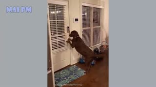 Dog Videos Compilation Funny