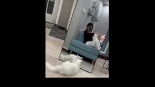 crazy cat video 1