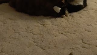 Kitty's cleaning each other.