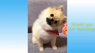 Adorable pets and animals compilation