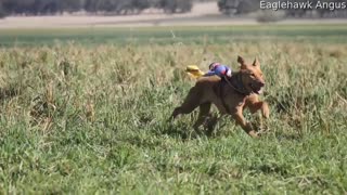 Miniature Cowboys Go for a Ride on Cattle Dogs