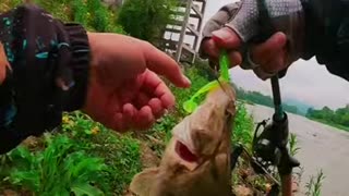 Amazing fishing videos