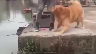 golden retriever helping to a fish
