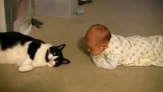 cat meets baby (for the first time)