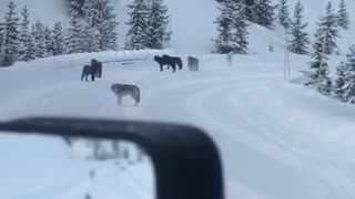 Wolves Howl in Yellowstone