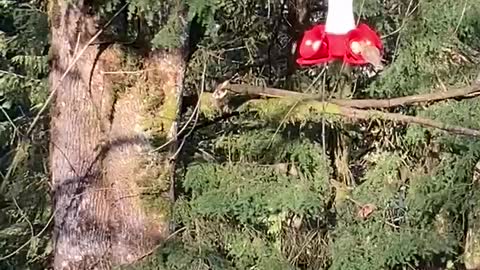 Hummingbird trying to get some nectar in the winter