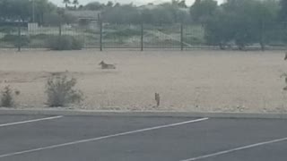 Coyote sighting