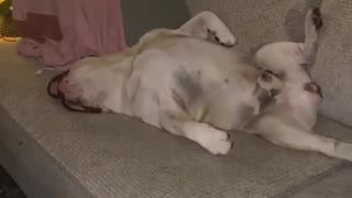 This bulldog is definitely the worst guard dog ever