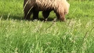 🐻 A bear is eating grass in the field