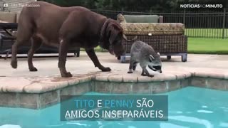 Guaxinim e cão se divertem juntos na piscina