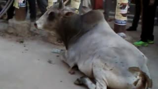 Dog trying to stop a bull fight