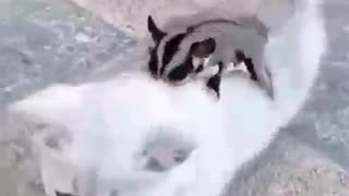 Funny cat playing video