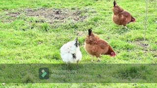Nature Of The Chickens - Happy When They Roam Free, Eating To live, Living To Enjoy Our Planet
