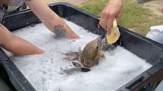 Oil-Covered Eagle Enjoys Bubble Bath