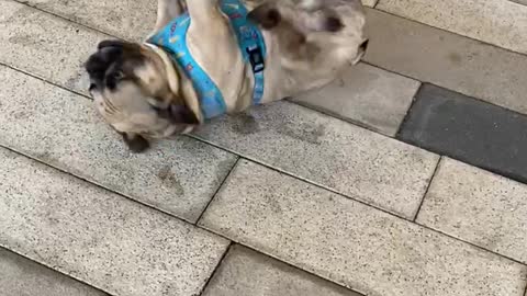 Silly dog loves to fool around when he's takes a walk