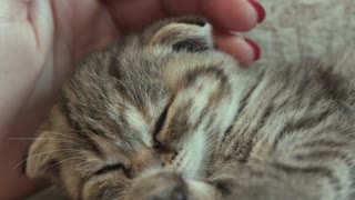 Cute sleepy kitten, so emotional