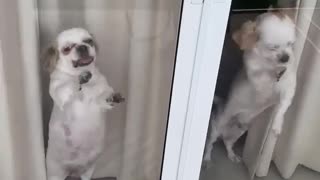 Dogs Are Excited to See Owners Coming Home