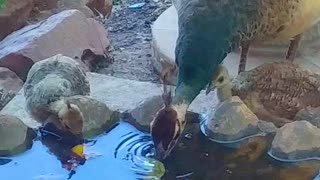 Peacock Drinking Water