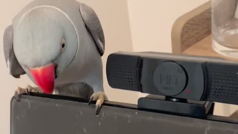 Funny parrot argues with his human