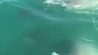 shark against shark