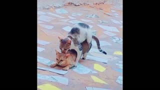 Cats Mating, Best Cats Mating.