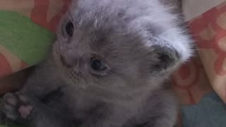Cute british kitten learns to sit