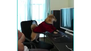 Dog playing video games