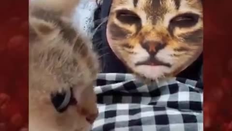 Cats reaction with cat filter. I just can't stop laughing 😆😆😆