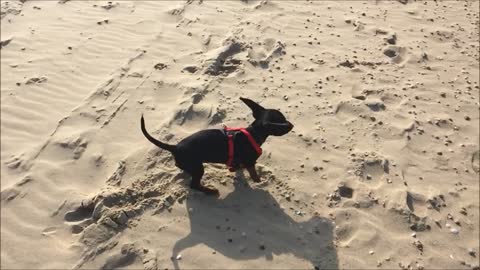 Puppy going crazy being on the beach for the first time