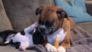 Stingy Boxer refuses to share bone with friendly puppy