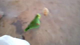Fighting Chick VS Parrot