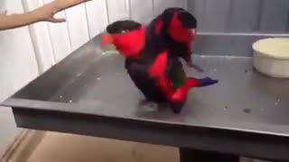 Funny Parrots Disco - Let's Dance